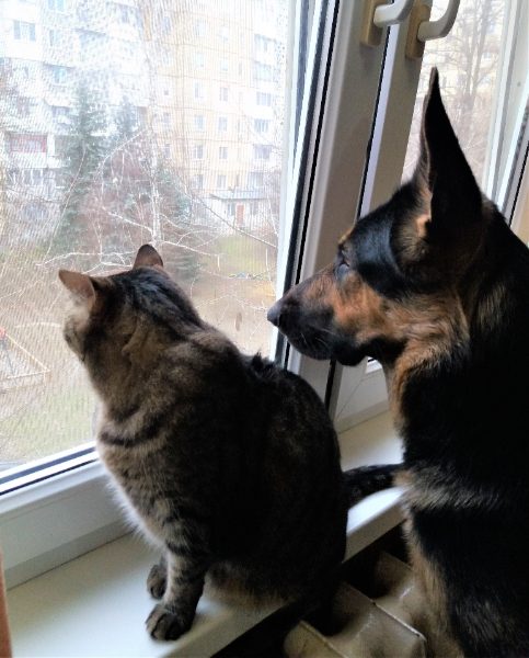 Как подружить собаку с кошкой