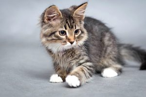 Как приучить к лотку котёнка