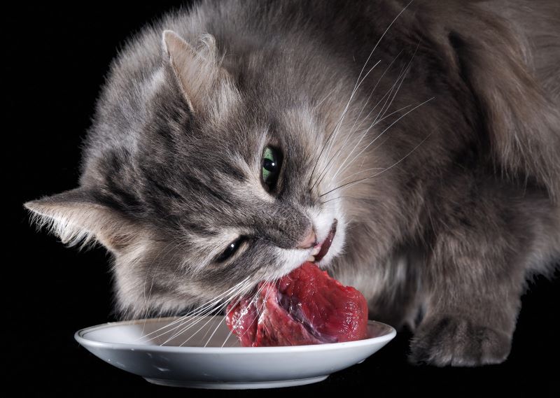Чем нельзя кормить кошку