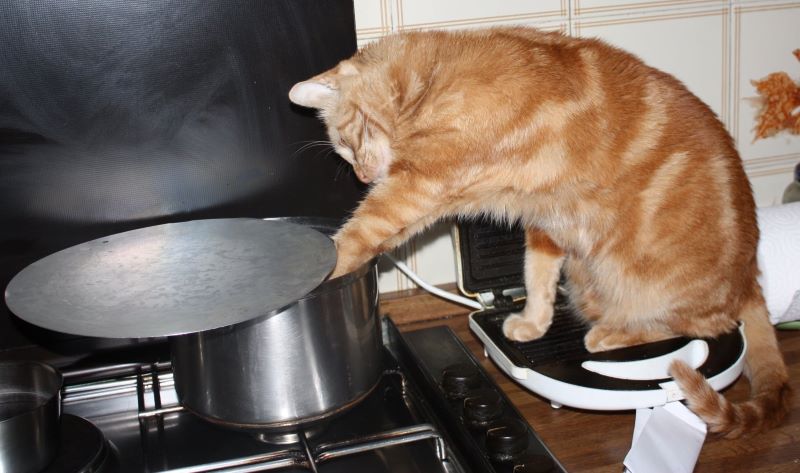 Как отучить кошку лазить по столам