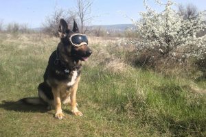 Есть собачье счастье на свете