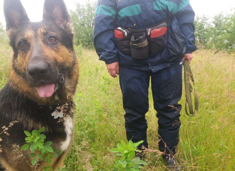 День собачьего счастья