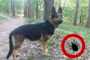 Как избежать укуса клеща