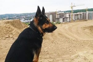 Кейси королева горы