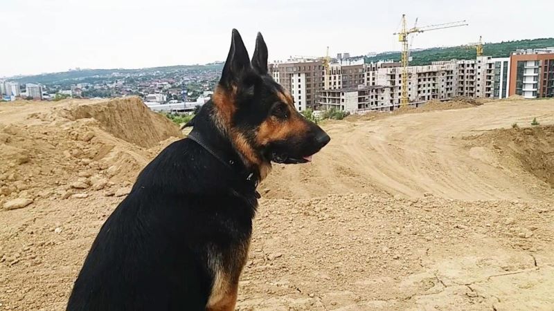 Кейси королева горы