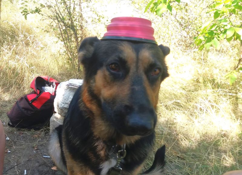 Кейси жадина