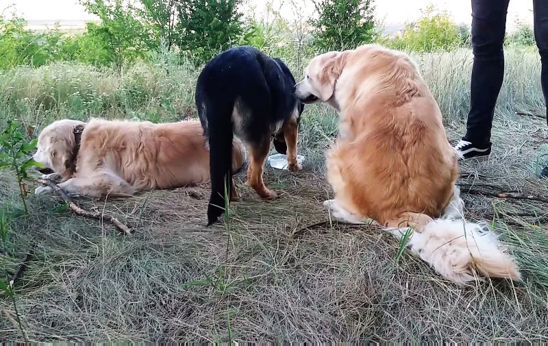 Кейси жадина