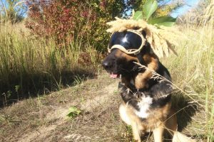 День рождения собаки