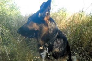 Приключения на собачий нос