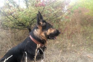 Избаловали собаку