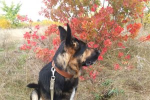 Сколько нужно гулять с собакой