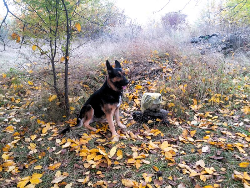 Сколько нужно гулять с собакой