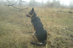 Кейси в тумане