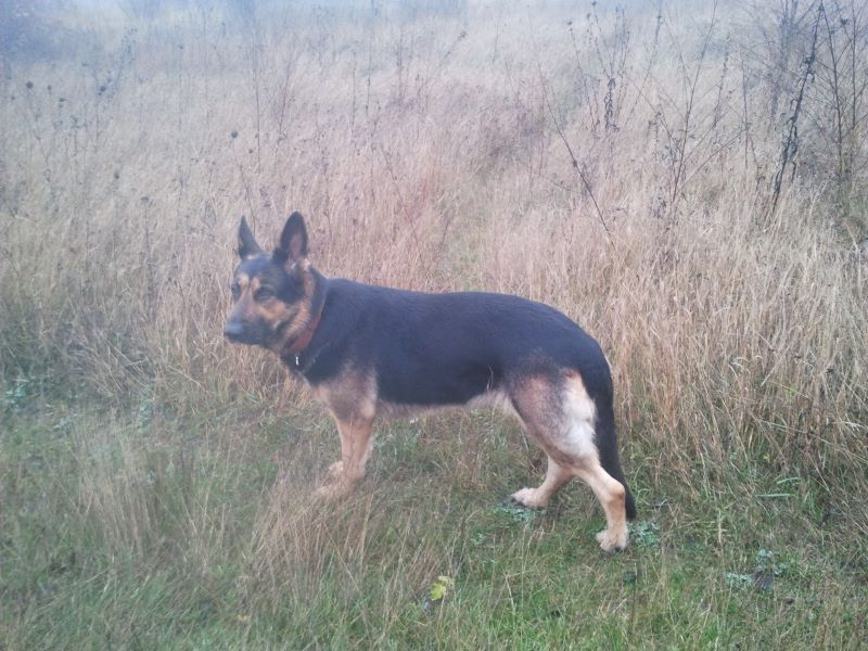 Кейси в тумане