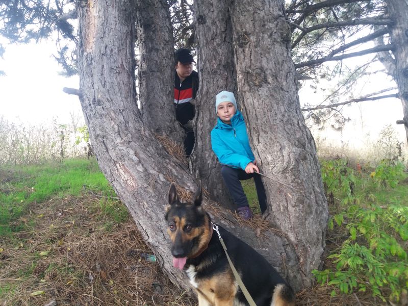 Вторая прогулка осенью внуков с Кейси