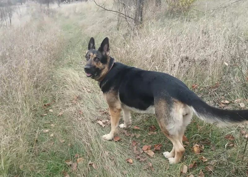 Явился лайка Лютый