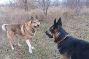 Явился лайка Лютый