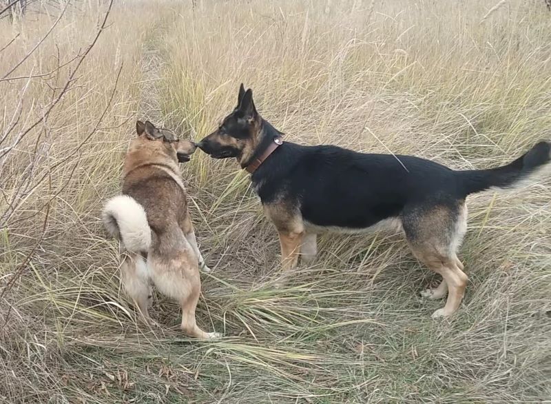 Явился лайка Лютый