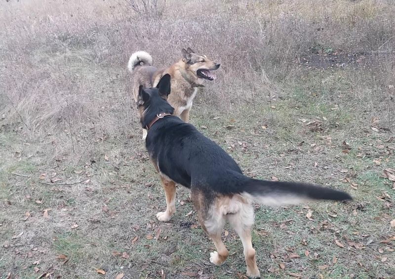 Явился лайка Лютый