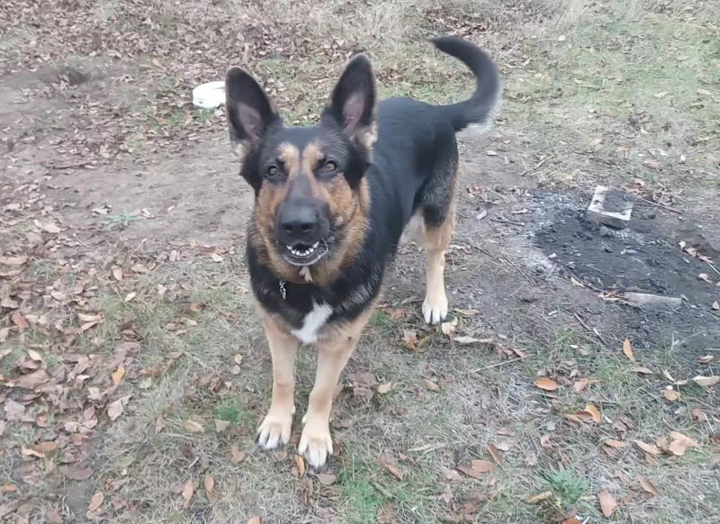 Явился лайка Лютый