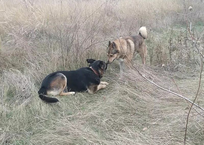 Явился лайка Лютый