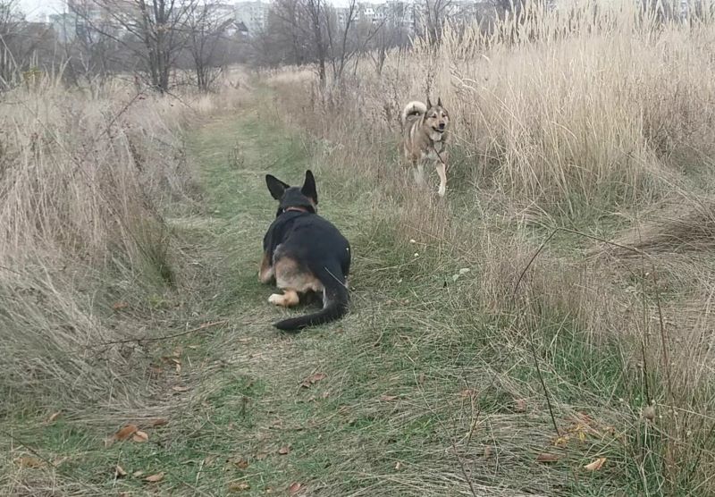 Явился лайка Лютый