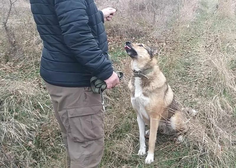 Явился лайка Лютый