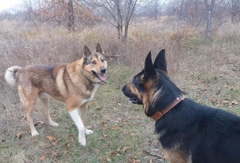 Явился лайка Лютый