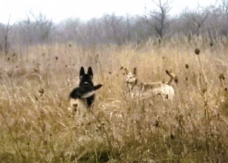 Кейси обрела приятеля-дворнягу