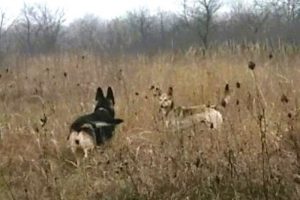 Кейси обрела приятеля-дворнягу