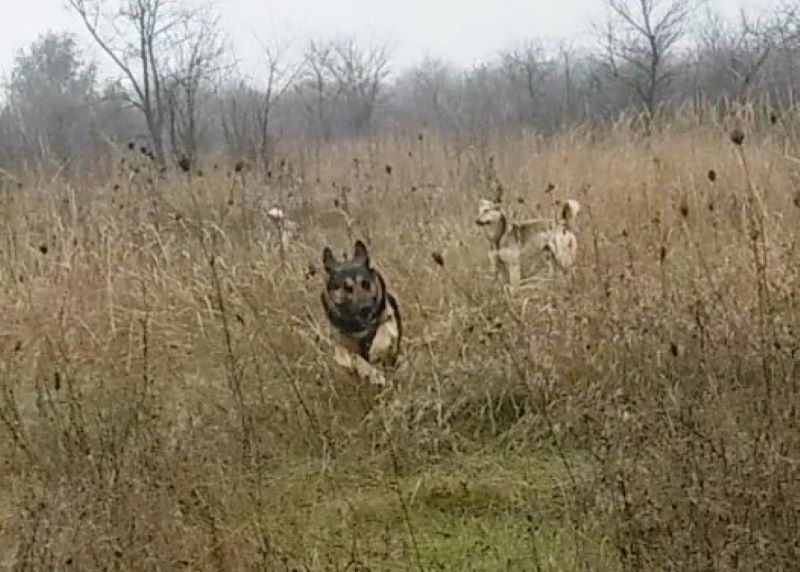 Кейси обрела приятеля=дворнягу