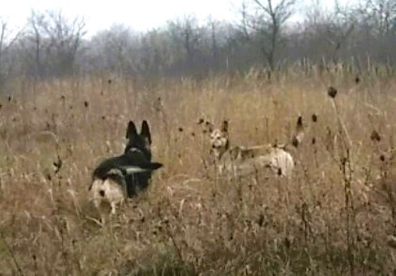 Кейси обрела приятеля-дворнягу