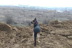 Мороз - и Кейси торжествует