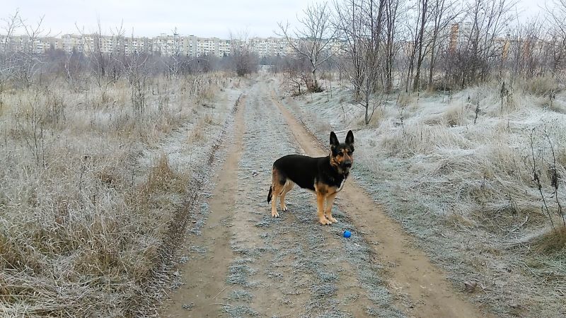 Мороз - и Кейси торжествует