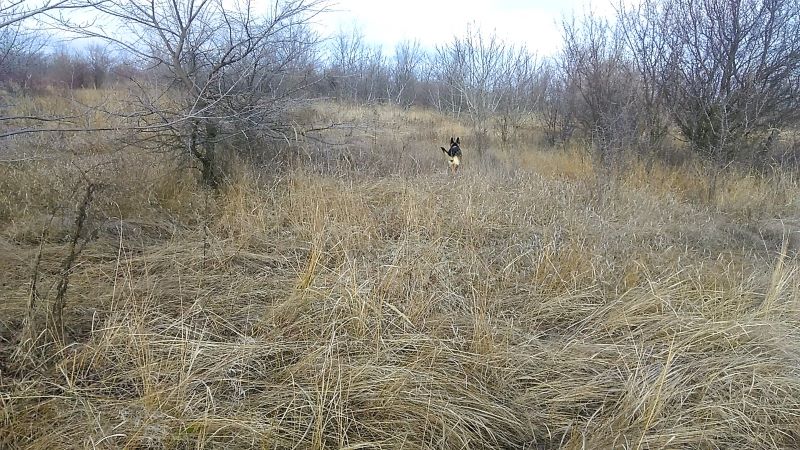 Мороз - и Кейси торжествует