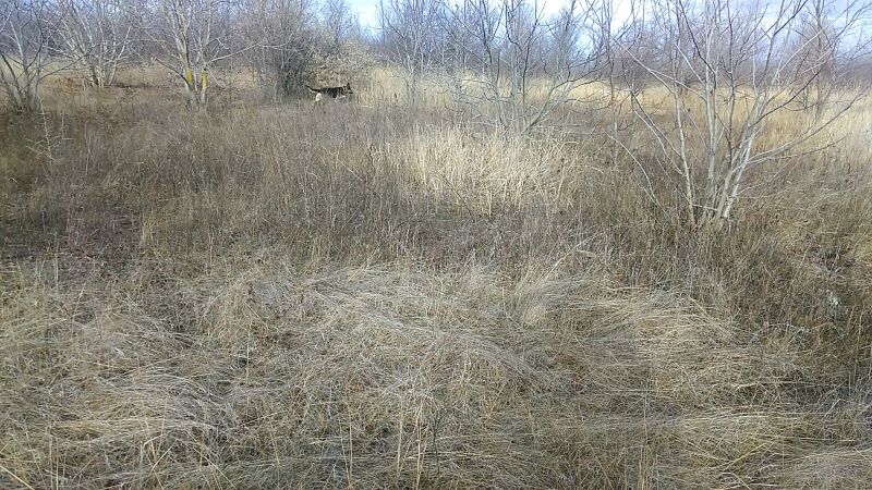 Мороз - и Кейси торжествует