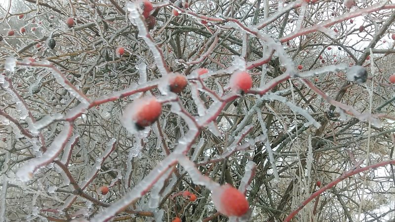 Коровы на льду, одна Кейси гуляла с удовольствием