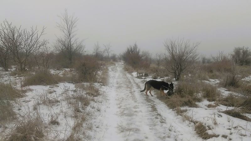 Коровы на льду, одна Кейси гуляла в удовольствие