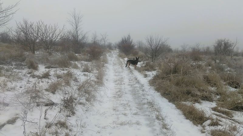 Коровы на льду, одна Кейси гуляла в удовольствие