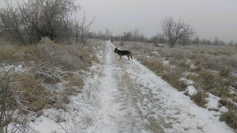 Коровы на льду, одна Кейси гуляла в удовольствие