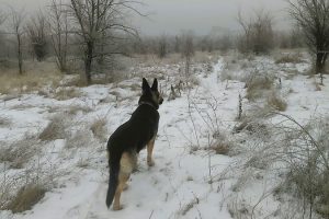 Коровы на льду, одна Кейси гуляла в удовольствие