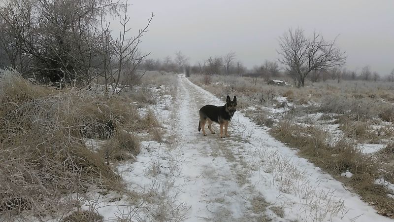 Коровы на льду, одна Кейси гуляла в удовольствие
