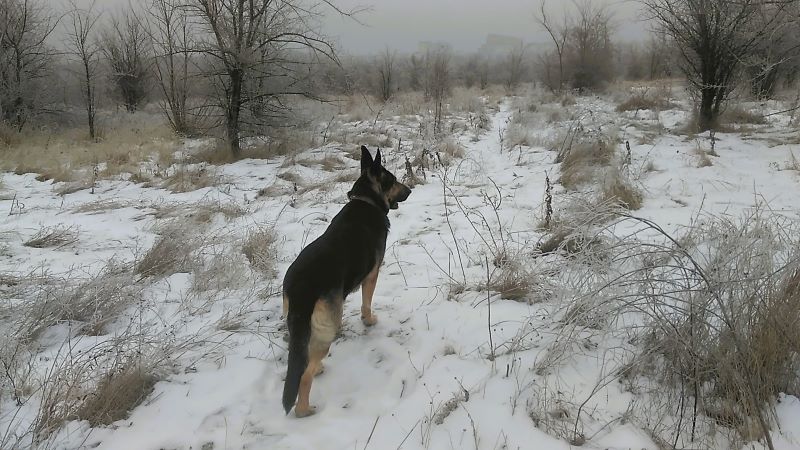 Коровы на льду, одна Кейси гуляла в удовольствие