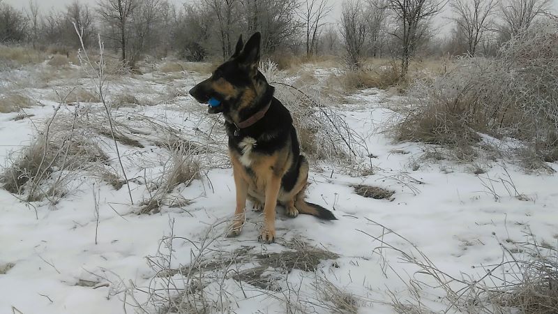 Коровы на льду, одна Кейси гуляла в удовольствие