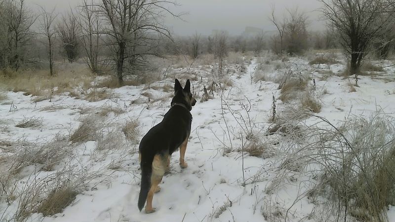Коровы на льду, одна Кейси гуляла в удовольствие