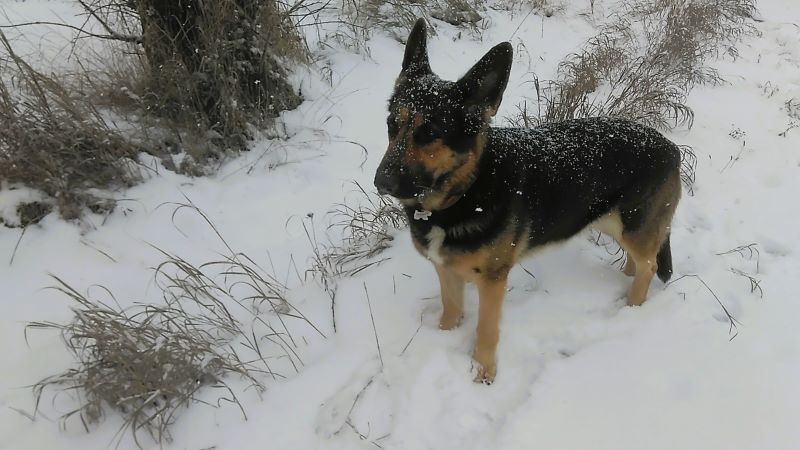 Метель, овчарка и пир джля ворон