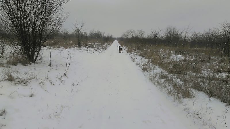 Метель, овчарка и пир для ворон