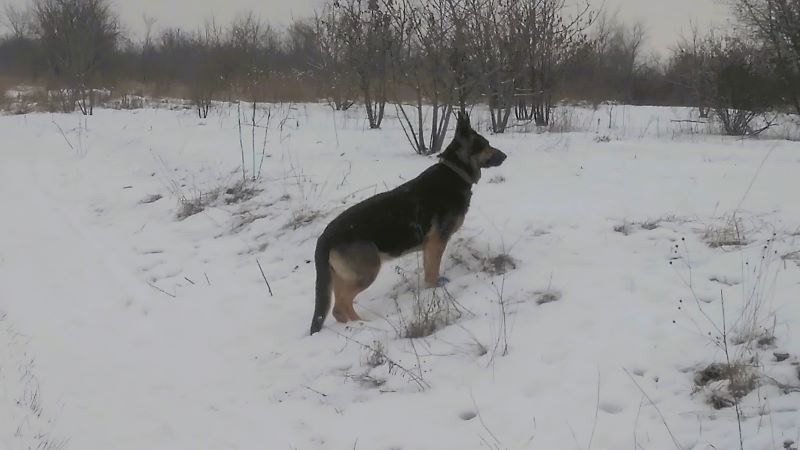 Метель, овчарка и пир для ворон