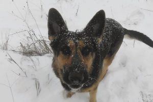 метель, овчарка и пир для ворон