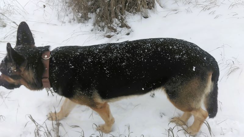 Метель, овчарка и пир для ворон